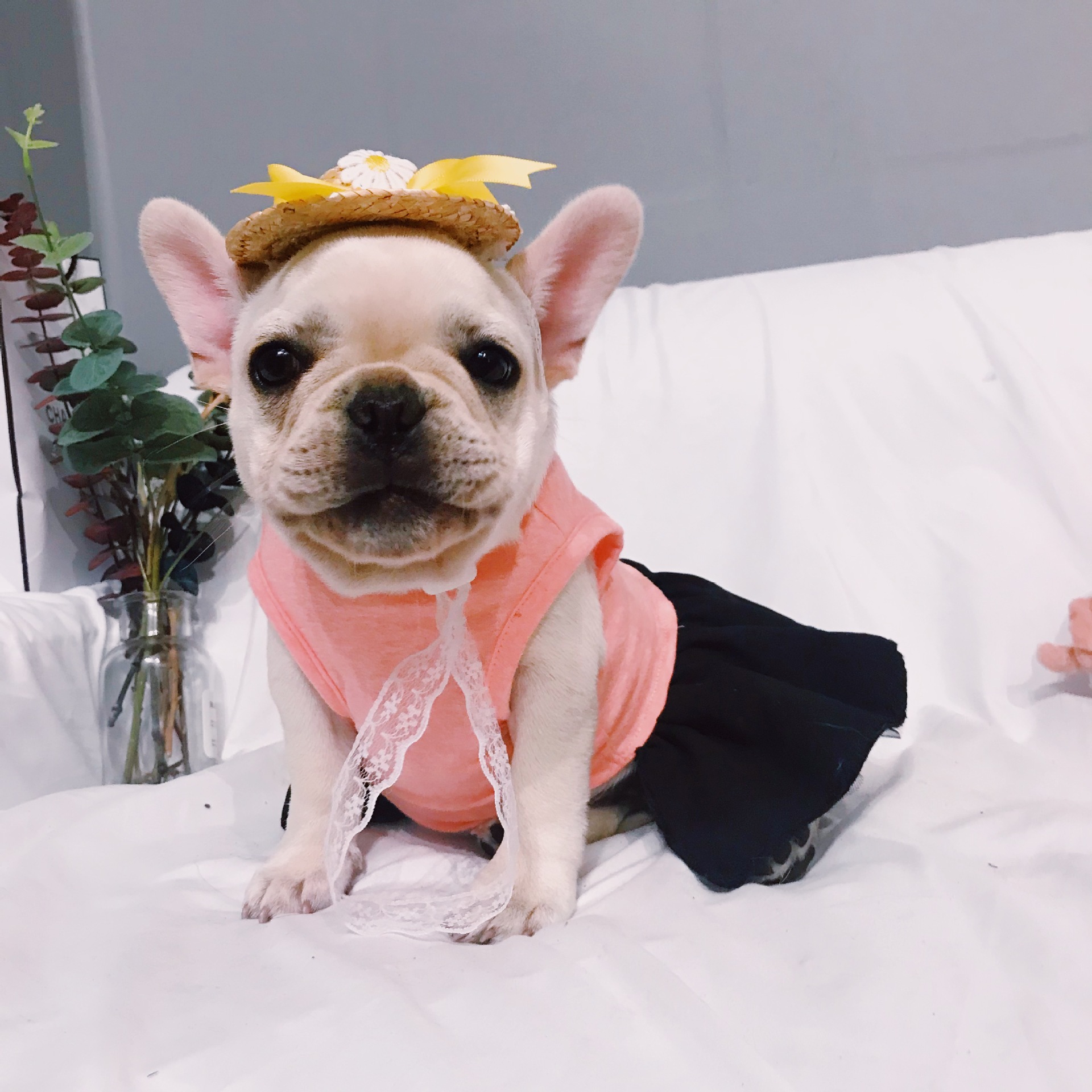 New design lovely cute new pet summer dress skirt 