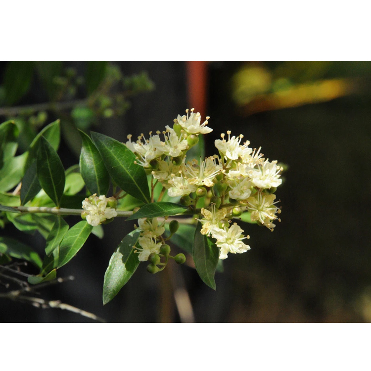 Superb Quality Gul Hina Attar at Wholesale Price