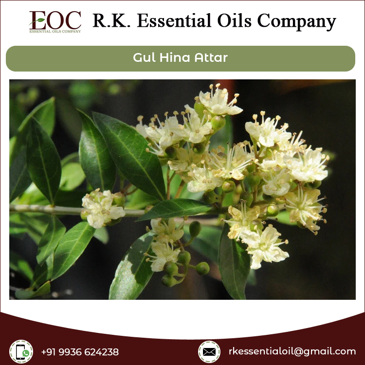 Superb Quality Gul Hina Attar at Wholesale Price