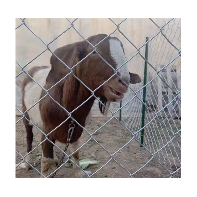 Made In China black chain link fence chain link fence for sports and farmers